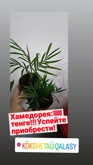 Хамедорея:1000 тенге