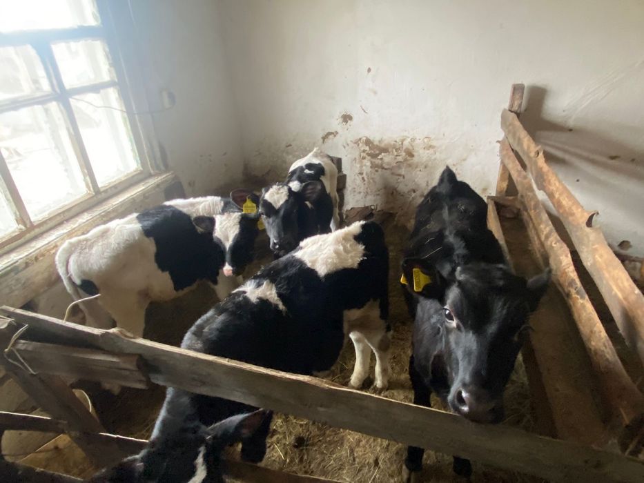 Продам 6 телок и 7 телят