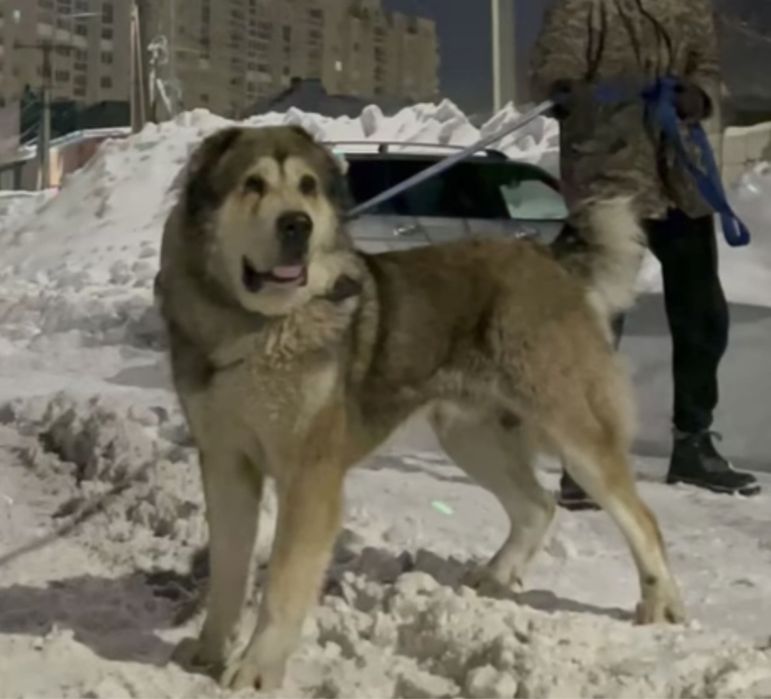 На вязку кобели сао кв