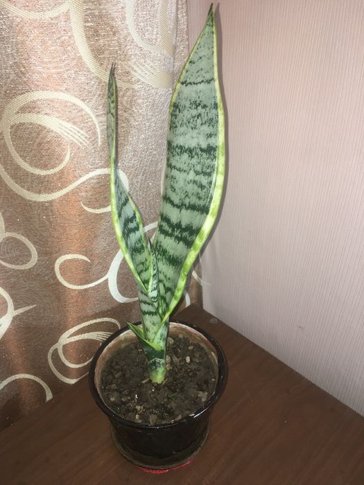 Цветы для дома и офиса