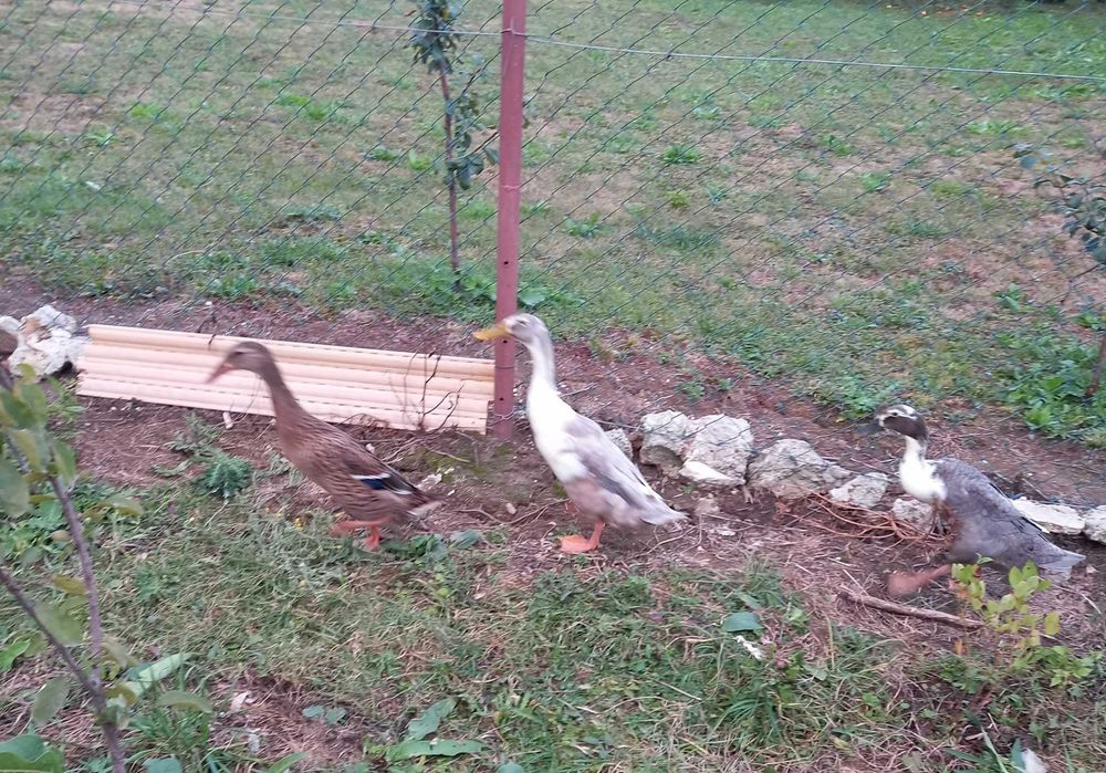 Oua rate indiana alergatoare