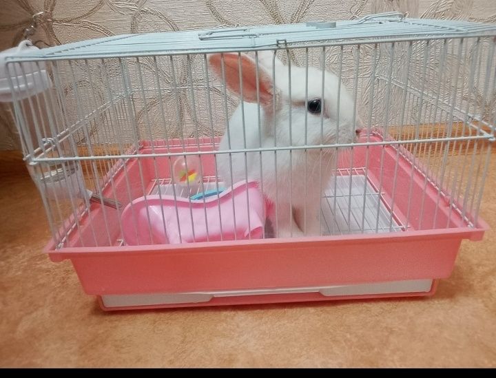 Продам кролика декоративного