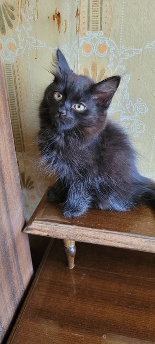 Скоттиш хейланд фолд
