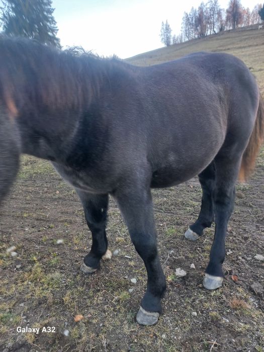 Vand sau  schimb manza de 8 luni din rasa semigreu ff frumoasa