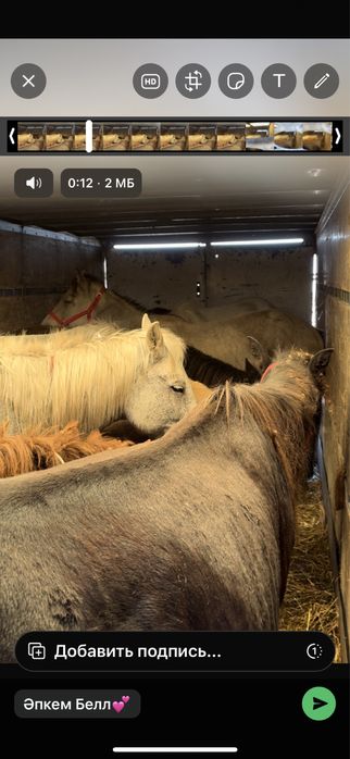 Скотовоз Мал тасу