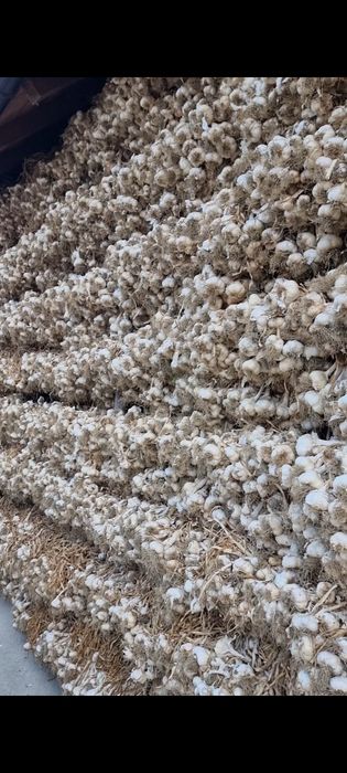 Usturoi și ceapă pentru sămânță și consum