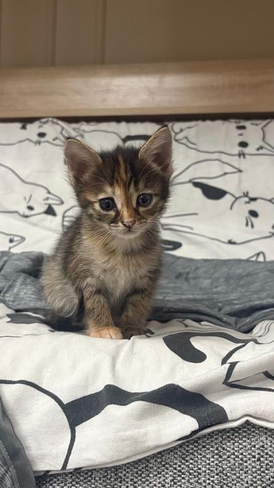 Отдадим в добрые руки двух котят девочек