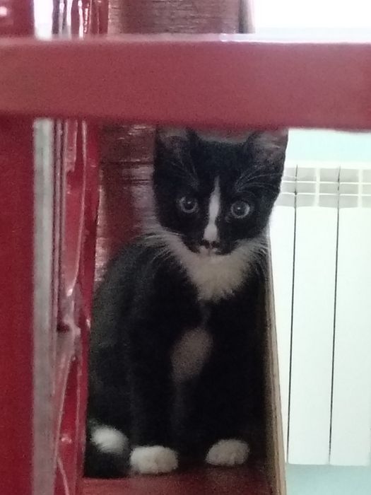 Отдам в добрые руки котенка