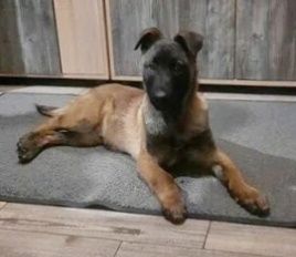 Бельгийский овчарка