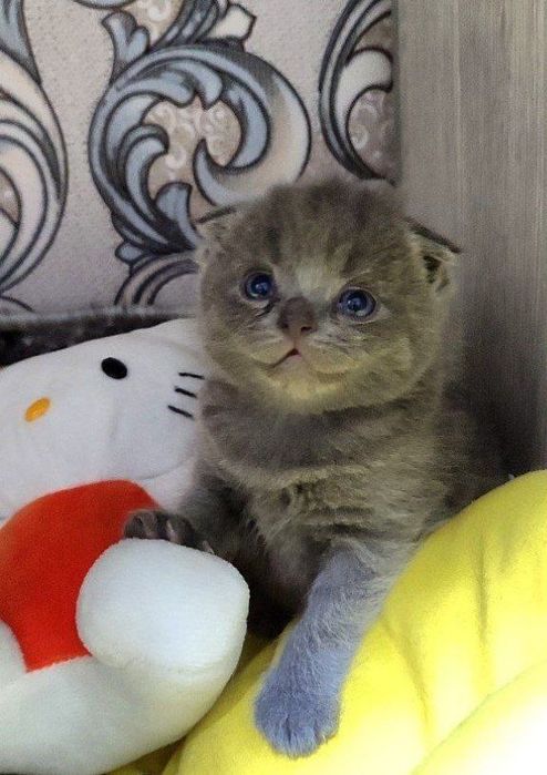 Toza qonli uy mushulchalari