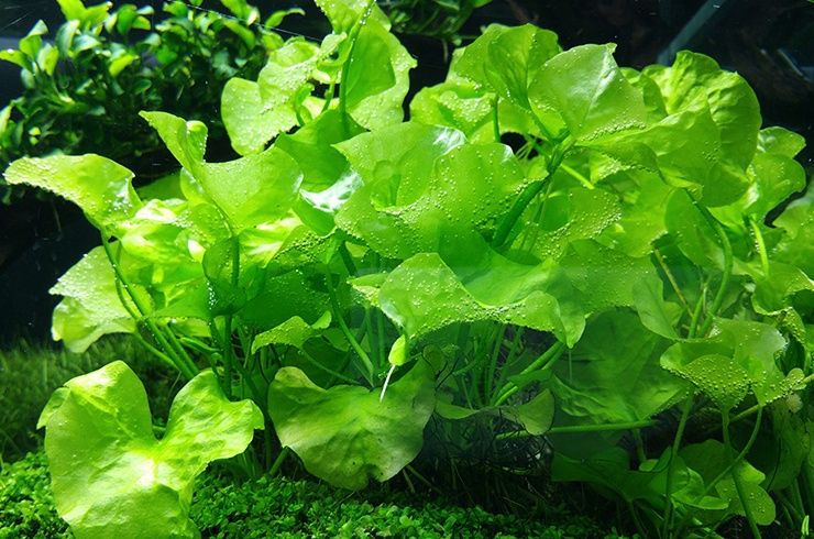 Аквариумные растения