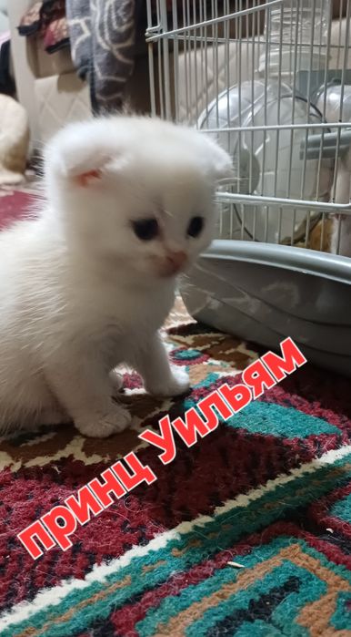 Котята Британский скоттиш страйт и скоттиш фолд