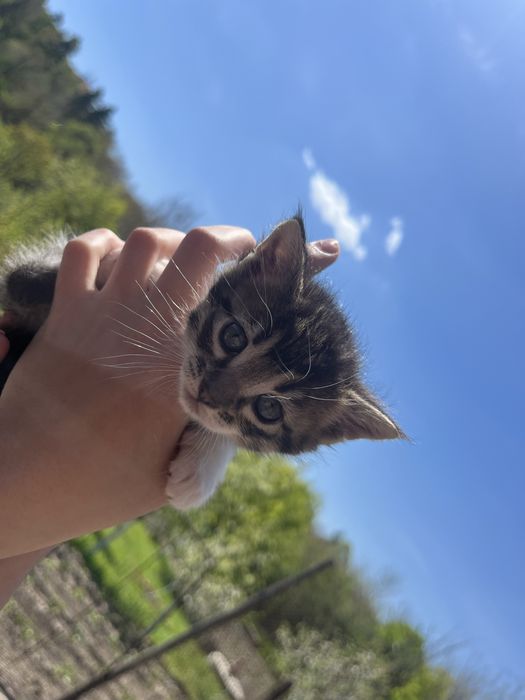 Подарявам котенца