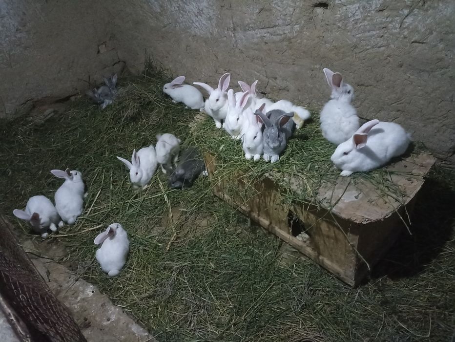 Quyonlar sotiladi soglom xikol zoti