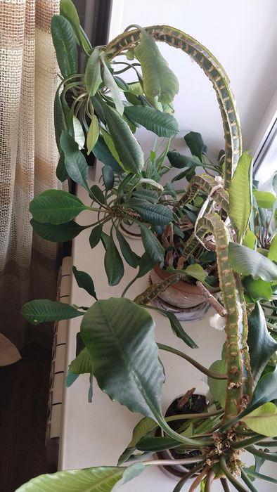 Продам Молочай беложильчатый