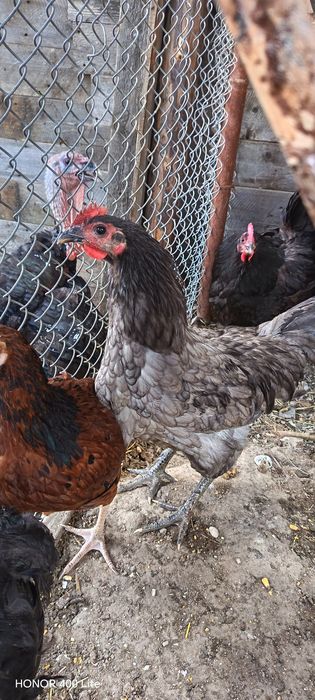Australorp albastru