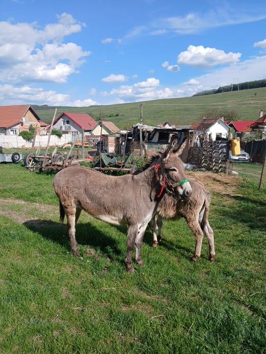 De vinzare 2 magarețe si un magar
