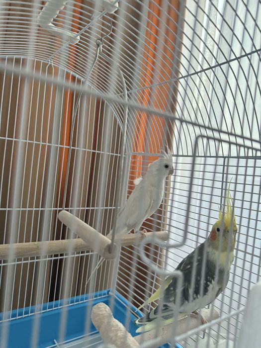 Vand papagali nimfe + cusca