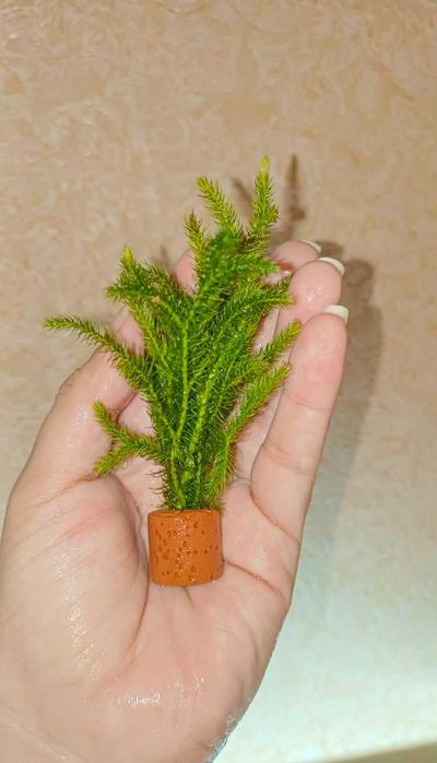 Аквариумное растение