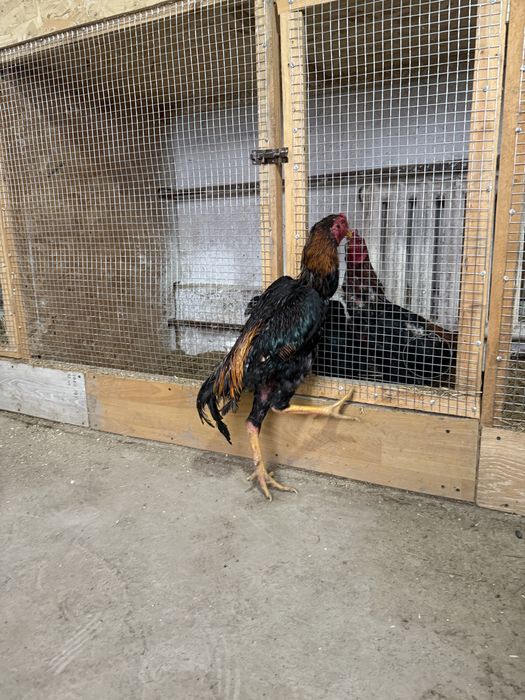 Бойцовый кораз сатылады