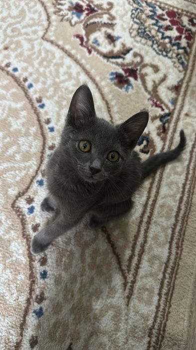 Продам серого котёнка, мальчик, 3 месяца