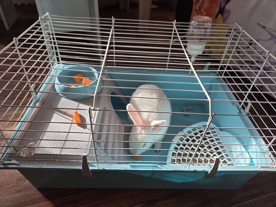 Продам декоративного кролика