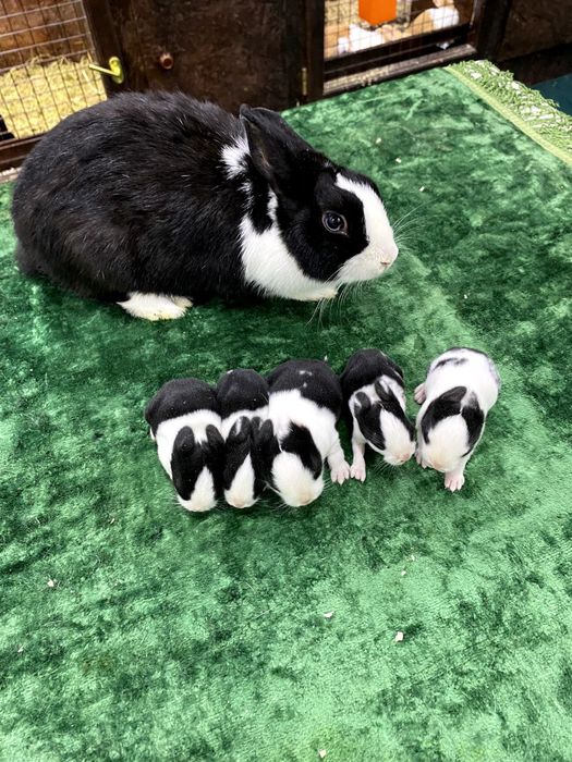 Куён сотилади. Тоза зотлар 300.000 дан балан