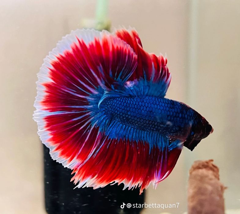 Петушок BETTA fish