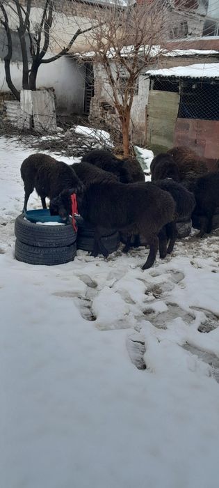 Куй ,кучкорлар , бугозкуй сотилади соглом