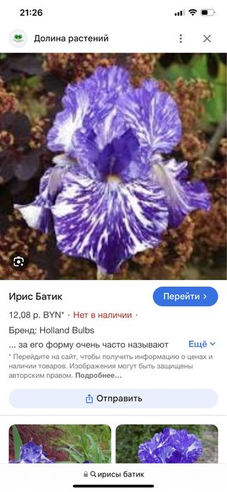 Ирис чёрный на воцап! сортовой , крупные соцветия