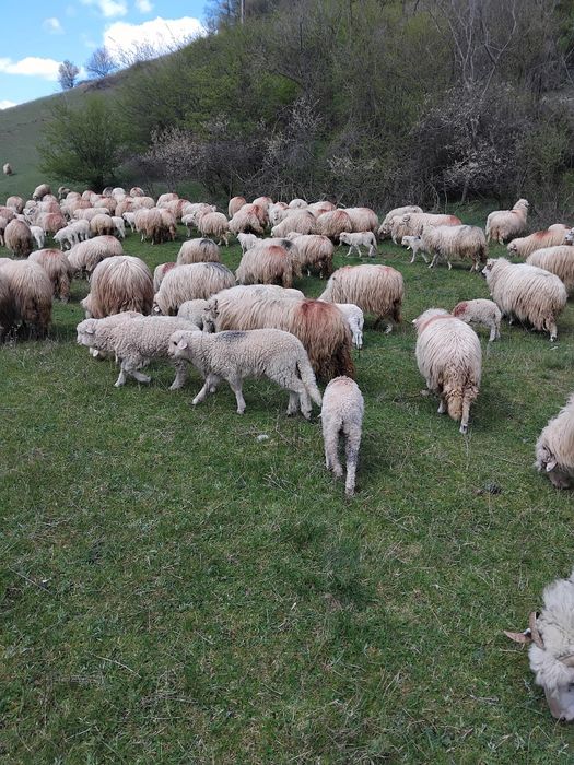 Vând 10 oi cu miei