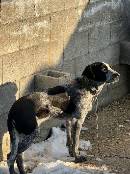 Дратхаар-Спаниель Охотничья