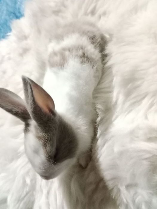 Кролики,2 месяца