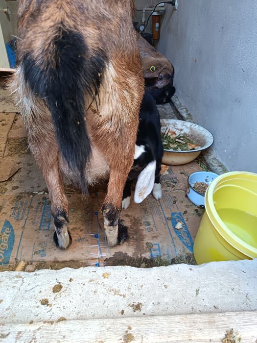 Сауын порода  ешки  сутті