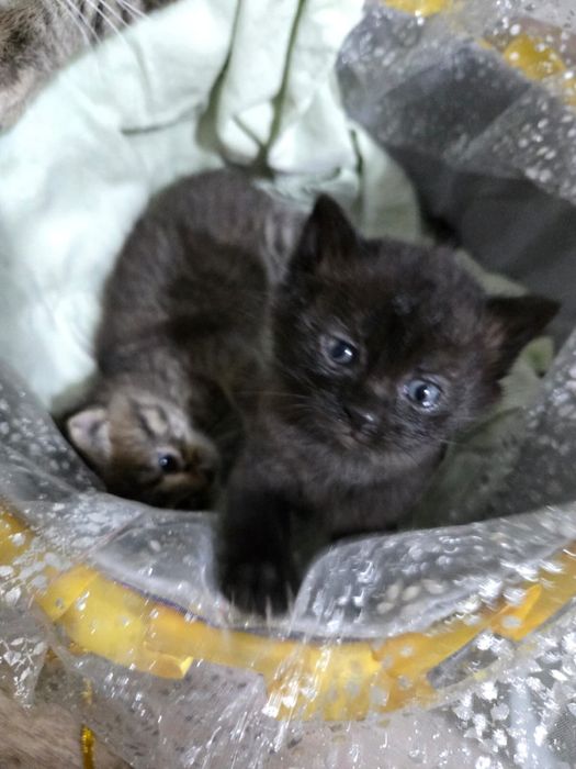 Ищем дом для котенка