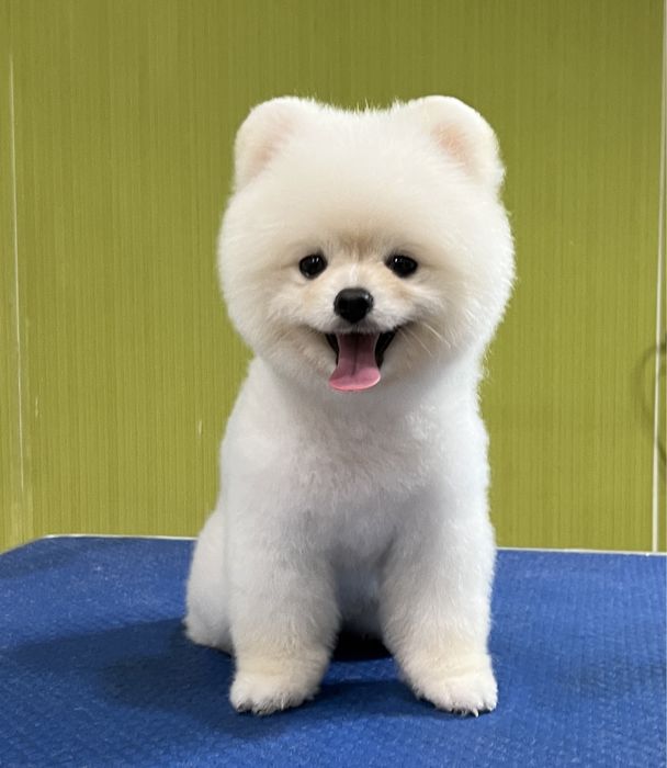 Tuns caini pisici Bucuresti -P Muncii   -sect 2 frizerie canina