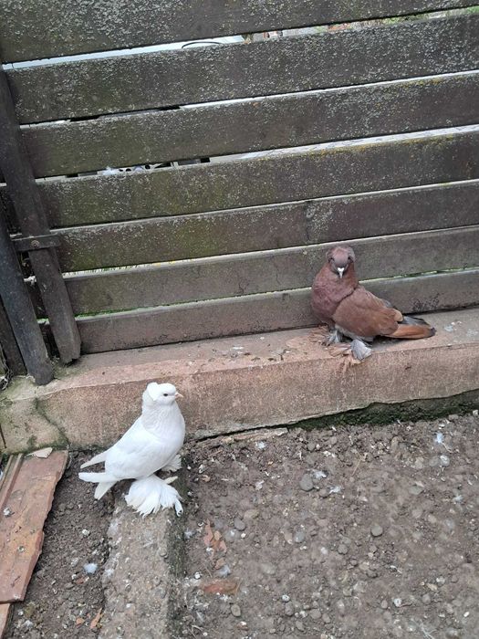 De vanzare, o pereche de porumbei, uriasi maghiari si o pereche de porumbei texani, din 2024