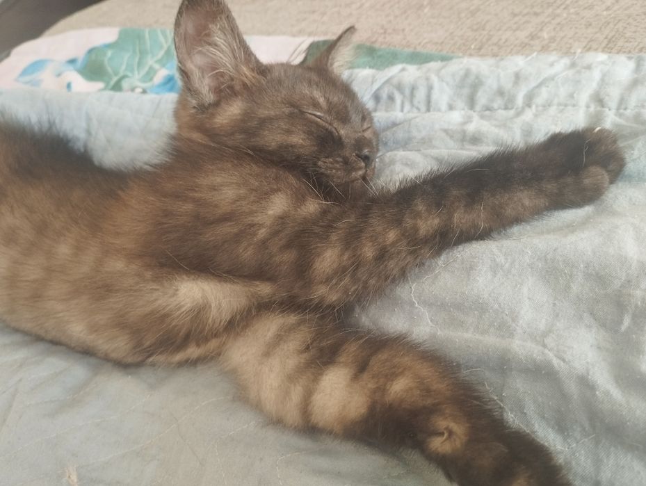 Отдам котенка метиска в добрые руки