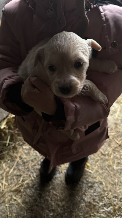 Шенкий 4 девочек 2 мальчика