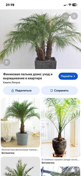 финики цветы домашни