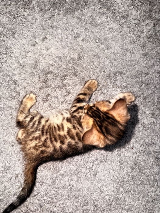Бенгальские котята