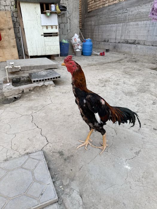 Сотилади корея шамо