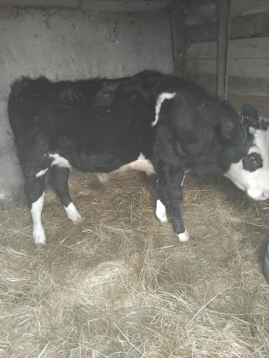 Tăuraș de vânzare