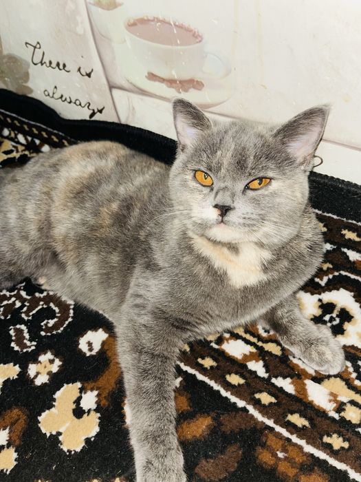 Срочно продается кошка! Британская короткошерстная!