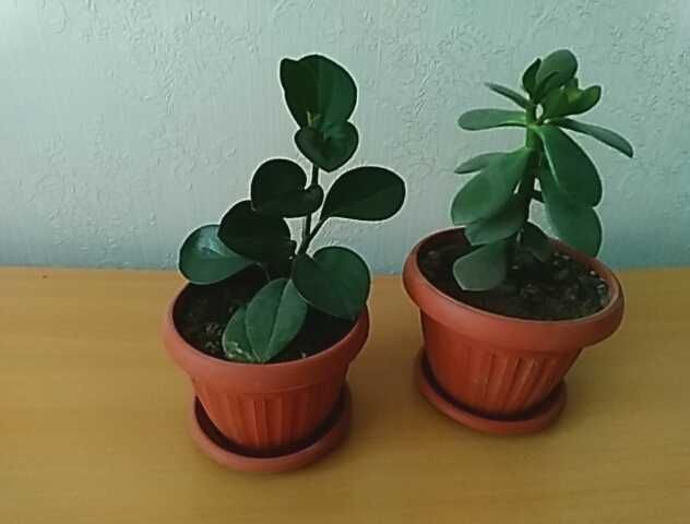 Продам денежное дерево