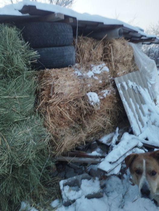 Шөп сатлады 1000тг