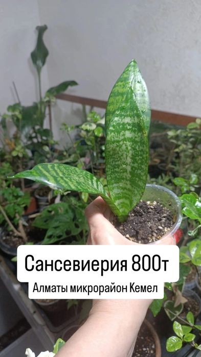 Комнатные растения