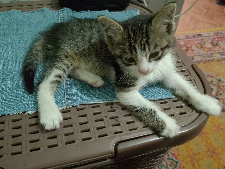 Отдам котенка в добрые руки