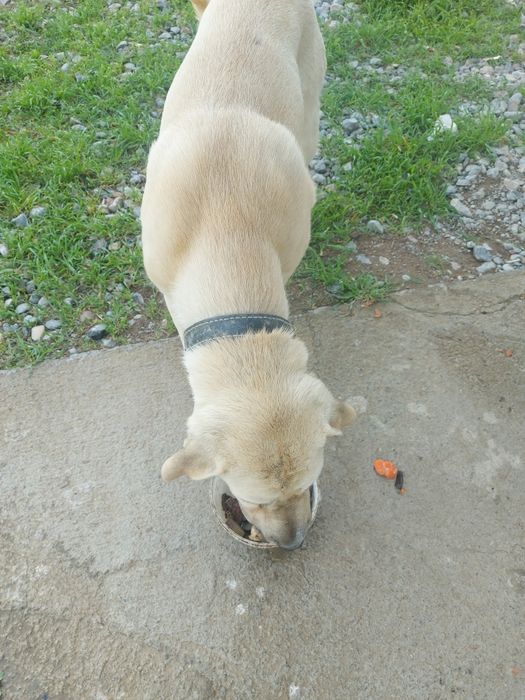 Умный.  Собака хороший