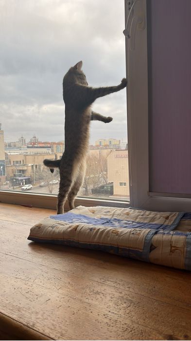 Отдам кошку бесплатно